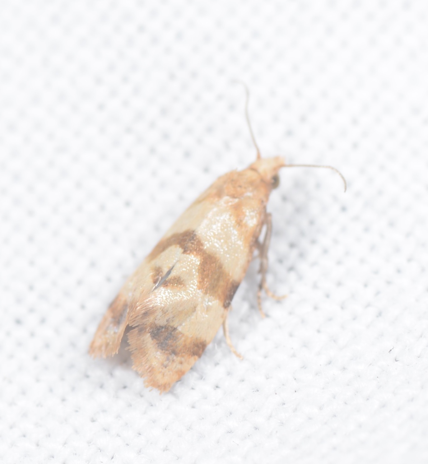 Tortricidae: Phalonidia contractana ?  S